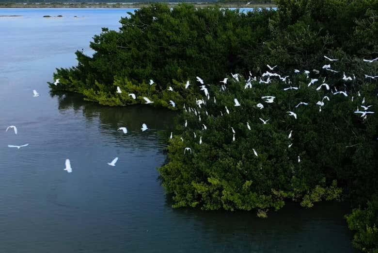 Isla de los Pájaros
